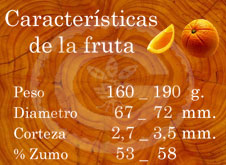 Valencia Delta Seedless - Características de la fruta